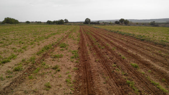 Strip Till, semis direct