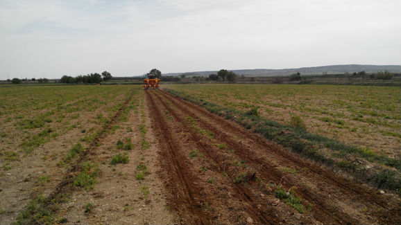 Strip Till, semis direct